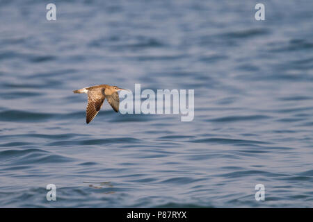 Regenbrachvogel - - regenbrachvogel Numenius phaeopus ssp. phaeopus, Oman Stockfoto