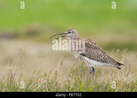 Regenbrachvogel, Regenwulp, Numenius phaeopus ssp. islandicus, Island, Erwachsene Stockfoto