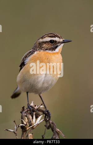 Braunkehlchen (Saxicola rubetra), Polen, männlichen Erwachsenen Stockfoto