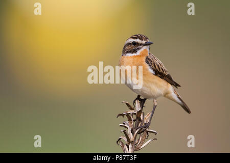 Braunkehlchen (Saxicola rubetra), Polen, männlichen Erwachsenen Stockfoto