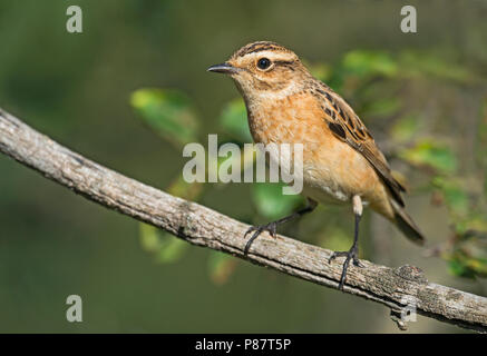 Winchat Paapje, Saxicola rubetra, Stockfoto