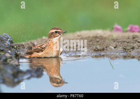 Winchat Paapje, Saxicola rubetra, Stockfoto