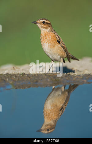 Winchat Paapje, Saxicola rubetra, Stockfoto