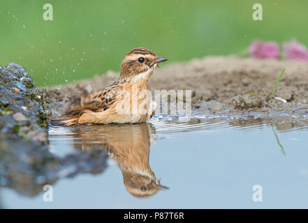 Winchat Paapje, Saxicola rubetra, Stockfoto