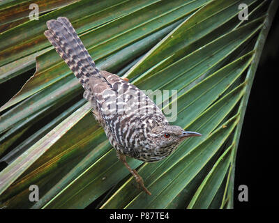 Eine Warnung Band-backed Wren (Campylorhynchus zonatus) auf einem Palm Leaf in Kolumbien Stockfoto