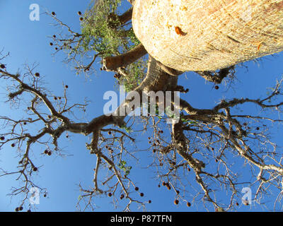 Baobab, Stacheligen Wald, Ifaty, Madagaskar Stockfoto