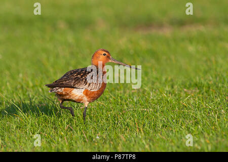 Bar-tailed Godwit - - pfuhlschnepfe Limosa lapponica ssp. lapponica, Deutschland Stockfoto