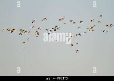 Bar-tailed Godwit - - pfuhlschnepfe Limosa lapponica ssp. lapponica, Deutschland Stockfoto