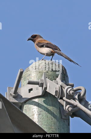 Grau (Dendrocitta Treepie formosae formosae) Erwachsenen auf strommast Jinshan, Taiwan April gehockt Stockfoto