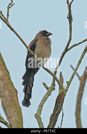Grau (Dendrocitta Treepie formosae formosae) Erwachsenen thront auf toten Zweig Jinshan, Taiwan April Stockfoto