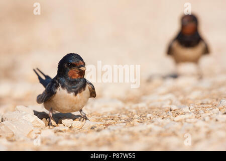 Rauchschwalbe - Rauchschwalbe Hirundo rustica - ssp. rustica, Kroatien, Erwachsene Stockfoto