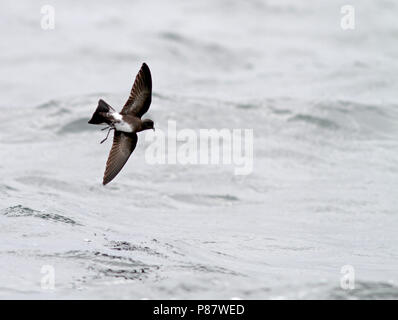 Elliot Storm's Petrel (Oceanites griech.) im Flug über den Pazifik in der Nähe von Lima, Peru. Wenig bekannt; nur ein Nest hat jemals gefunden worden. Stockfoto