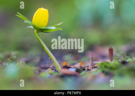 Winterakoniet, Camas, Eranthis hyemalis Stockfoto
