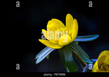 Bloeiende Winterakoniet, blühende Camas Stockfoto