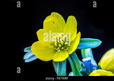 Bloeiende Winterakoniet, blühende Camas Stockfoto
