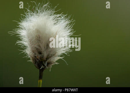 Bloeiwijze van Eenarig wollegras, blühenden Spitzen vom Club Hare-tail Wollgras Stockfoto