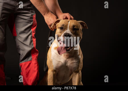 Kopf und Mund Porträt in der Nähe von riesigen Hund American Pit Bull Terrier Rasse, Zunge raus. die Hände umklammern Halsband des Hundes auf schwarzem Hintergrund Stockfoto