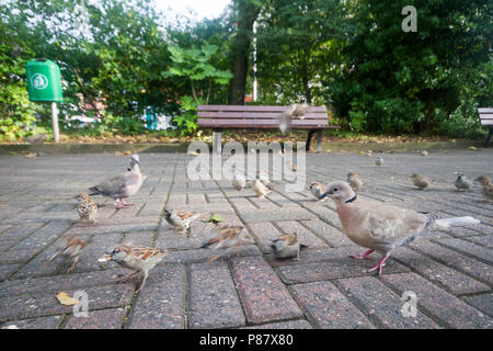 Eurasian Collared Dove - türkentaube-Streptopelia decaocto, mit Haus Spatzen im städtischen Bereich Stockfoto