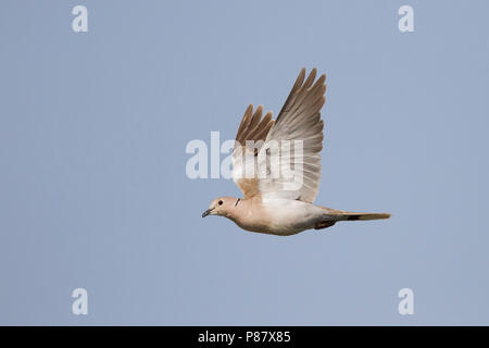 Eurasian Collared Dove - türkentaube-Streptopelia decaocto, im Flug Stockfoto