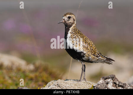 Eurasischen Goldregenpfeifer, Goudplevier, ssp. altrifrons apricaria, Island, männlichen Erwachsenen Stockfoto