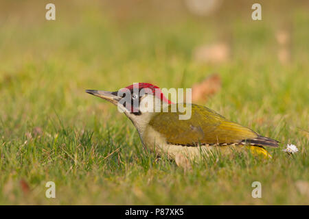 Eurasischen Grünspecht - Grünspecht, Picus viridis ssp. Viridis, Deutschland, männlichen Erwachsenen Stockfoto