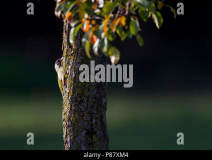 Eurasischen Grünspecht - Grünspecht, Picus viridis ssp. Viridis, Deutschland, männlichen Erwachsenen Stockfoto