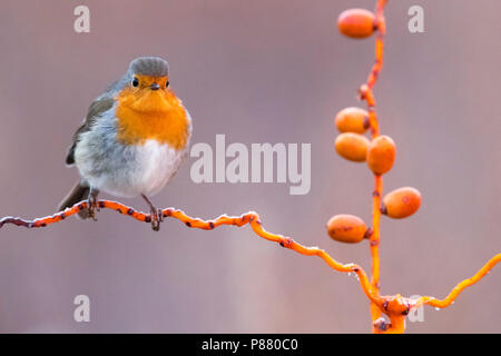 Roodborst, Europäische Rotkehlchen, Erithacus rubecula Stockfoto