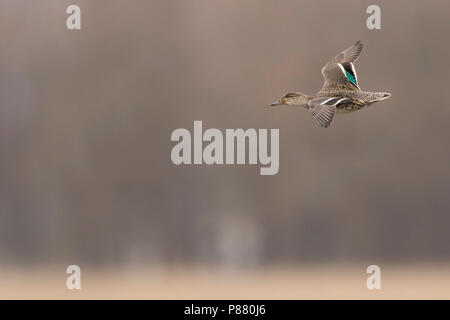 Eurasischen Teal - - Anas crecca Krickente, Deutschland, 1. CY, Weiblich Stockfoto