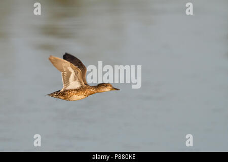 Eurasischen Teal - - Anas crecca Krickente, Deutschland, weibliche im Flug Stockfoto