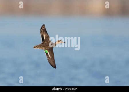 Eurasischen Teal - - Anas crecca Krickente, Deutschland, weibliche im Flug Stockfoto