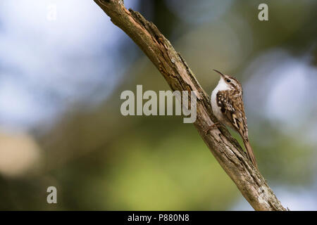 Eurasian Treecreeper Waldbaumläufer Certhia familiaris - - ssp. macrodactyla, Deutschland Stockfoto