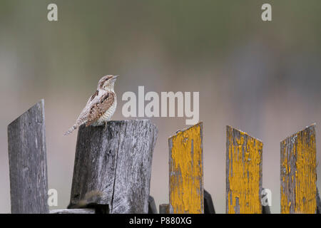 Eurasischen Wendehals - Wendehals Jynx torquilla - ssp. torquilla, Polen, Erwachsene Stockfoto