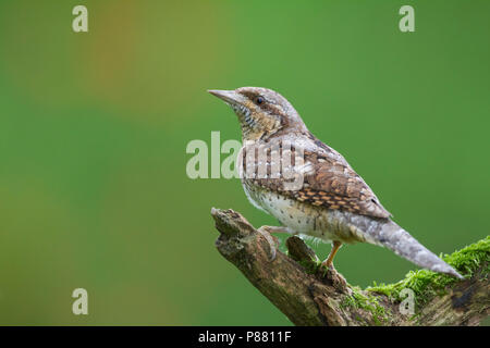 Eurasischen Wendehals - Wendehals Jynx torquilla - ssp. torquilla, Deutschland, Erwachsene Stockfoto