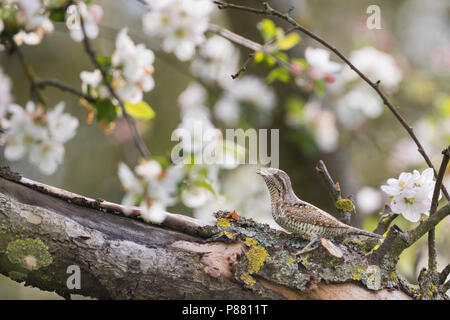 Eurasischen Wendehals - Wendehals Jynx torquilla - ssp. torquilla, Deutschland, Erwachsene Stockfoto