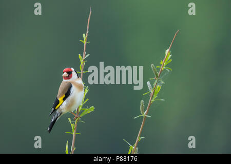 Europäische Goldfinch - Stieglitz - Carduelis carduelis Carduelis ssp., Deutschland, männlichen Erwachsenen Stockfoto