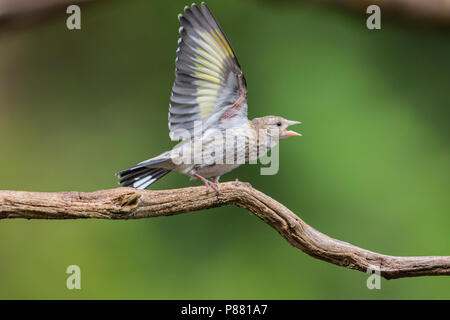 Onvolwassen Putter, unreife Europäische Goldfinch Stockfoto