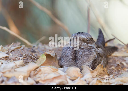 Europäische Nightjar Caprimulgus europaeus - Ziegenmelker -, Oman, Erwachsene Stockfoto