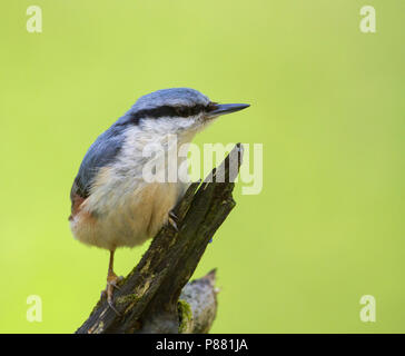 Europäische Kleiber - Kleiber Sitta europaea SSP-. Europaea, Polen, Erwachsene Stockfoto