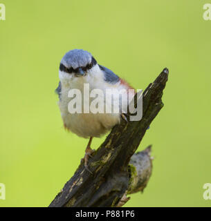 Europäische Kleiber - Kleiber Sitta europaea SSP-. Europaea, Polen, Erwachsene Stockfoto