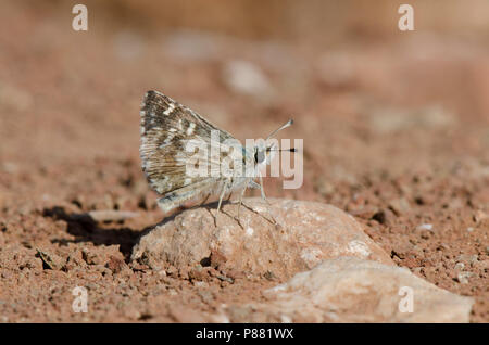 Salbei Skipper, Schmetterling, Muschampia proto, Mijas, Andalusien, Spanien. Stockfoto