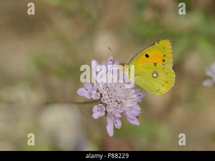 Getrübt Gelb. Colias croceus, Schmetterling, Mijas, Spanien. Stockfoto