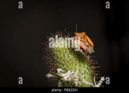 Carpocoris purpureipennis, Shield bug, als auch einen landwirtschaftlichen Schädlingen, Spanien. Stockfoto
