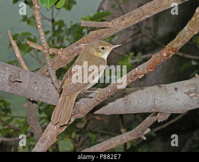 Bosrietzanger, Marsh Warbler, Acrocephalus palustris Stockfoto