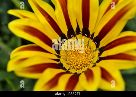 Gelbe gazania Blume in der Natur in einem Sommernachmittag Stockfoto