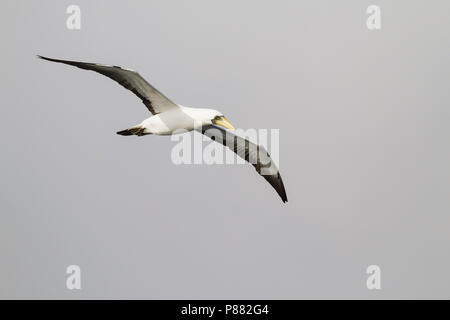 Masked Booby-Maskentölpel - Sula dactylatra melanops ssp., Oman, Erwachsene Stockfoto