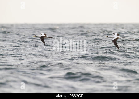 Masked Booby-Maskentölpel - Sula dactylatra melanops ssp., Oman, Erwachsene Stockfoto