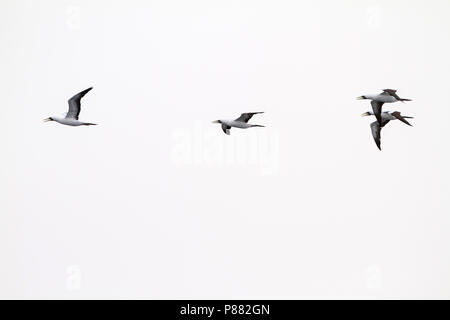 Masked Booby-Maskentölpel - Sula dactylatra melanops ssp., Oman, Erwachsene Stockfoto