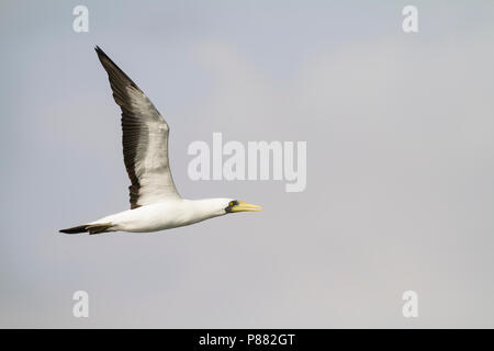 Masked Booby-Maskentölpel - Sula dactylatra melanops ssp., Oman, Erwachsene Stockfoto