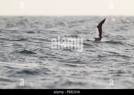 Masked Booby-Maskentölpel - Sula dactylatra melanops ssp., Oman, Erwachsene Stockfoto