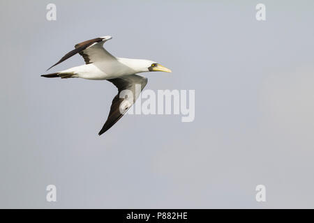 Masked Booby-Maskentölpel - Sula dactylatra melanops ssp., Oman, Erwachsene Stockfoto